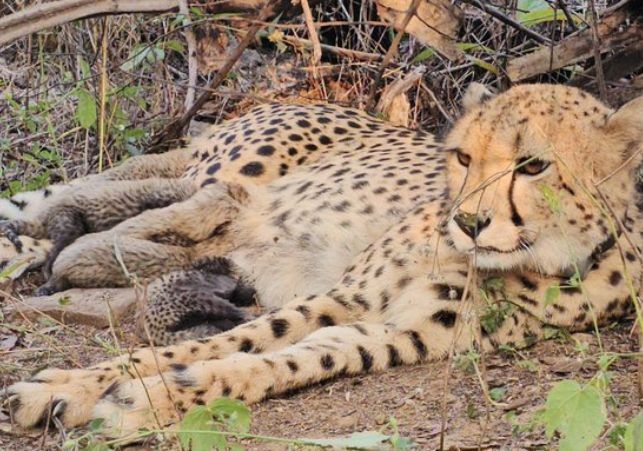 Indian cheetah Mukhi gives birth to 5 cubs