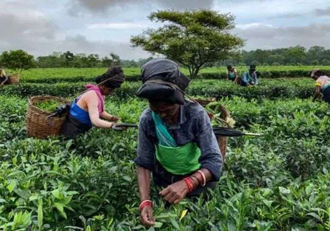 CPA among tea estate workers
