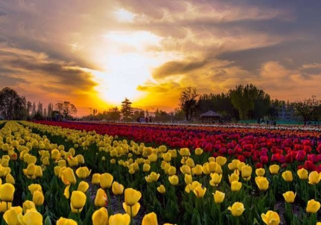 Tulip Garden in Srinagar to open from March 26