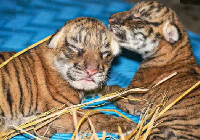 tiger cubs in Kaziranga